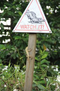 Sign warning against alligators